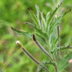 Epilobium hirtigerum (Hairy Willowherb) at Nimmitabel, NSW - 9 Dec 2023 by trevorpreston