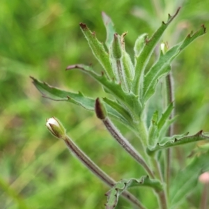 Epilobium hirtigerum at Nimmitabel, NSW - 9 Dec 2023