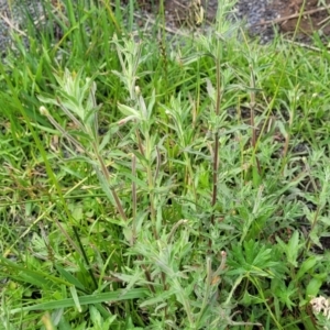 Epilobium hirtigerum at Nimmitabel, NSW - 9 Dec 2023