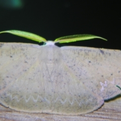 Onycodes rubra (A Geometer moth (Oenochrominae)) at Sheldon, QLD - 7 Dec 2007 by PJH123
