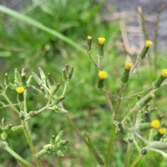 Senecio campylocarpus (Swamp Cotton Fireweed) at Nimmitabel, NSW - 9 Dec 2023 by trevorpreston