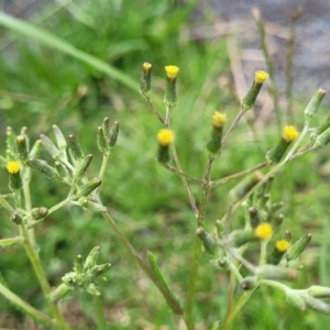 Senecio campylocarpus at Nimmitabel, NSW - 9 Dec 2023 03:10 PM