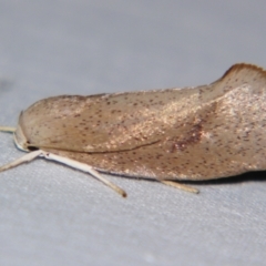 Pilostibes (genus) (A Concealer moth (Xloryctinae)) at Sheldon, QLD - 7 Dec 2007 by PJH123