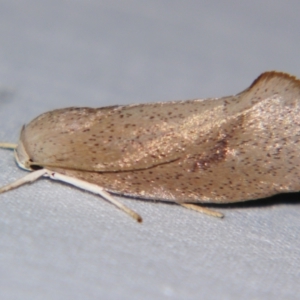 Pilostibes (genus) at Sheldon, QLD - 7 Dec 2007