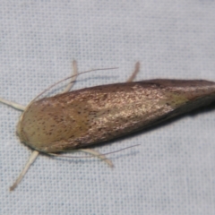 Pilostibes (genus) at Sheldon, QLD - suppressed