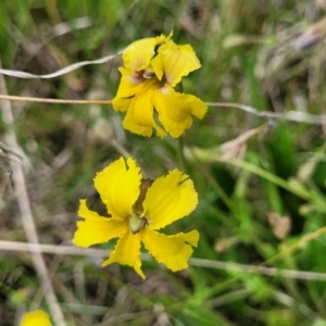 Goodenia paradoxa at Nimmitabel, NSW - 9 Dec 2023