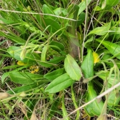 Velleia paradoxa at Nimmitabel, NSW - 9 Dec 2023