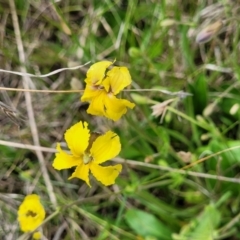 Goodenia paradoxa at Nimmitabel, NSW - 9 Dec 2023