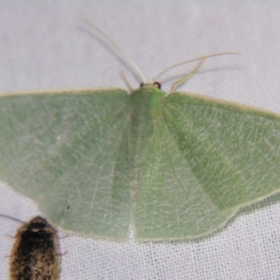 Prasinocyma albicosta (An Emerald moth (Geometrinae)) at Sheldon, QLD - 7 Dec 2007 by PJH123