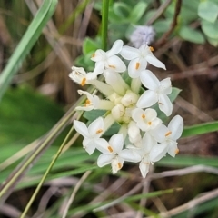 Pimelea linifolia subsp. caesia (Slender Rice Flower) at Nimmitabel, NSW - 9 Dec 2023 by trevorpreston