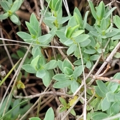 Pimelea linifolia subsp. caesia at Nimmitabel, NSW - 9 Dec 2023