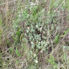 Pimelea linifolia subsp. caesia at Nimmitabel, NSW - 9 Dec 2023