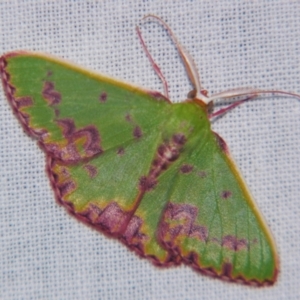 Prasinocyma rhodocosma at Sheldon, QLD - suppressed