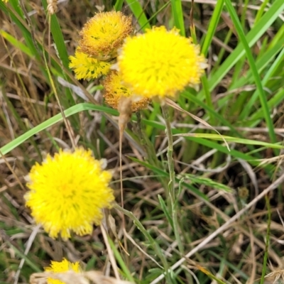 Rutidosis leiolepis (Monaro Golden Daisy) at Nimmitabel, NSW - 9 Dec 2023 by trevorpreston