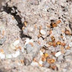 Pheidole sp. (genus) at Higgins, ACT - 1 Dec 2023