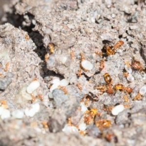 Pheidole sp. (genus) at Higgins, ACT - 1 Dec 2023 02:03 PM