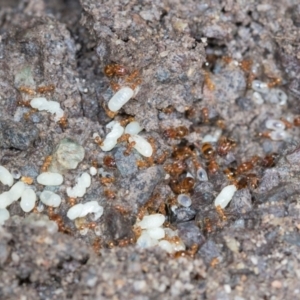 Pheidole sp. (genus) at Higgins, ACT - 1 Dec 2023