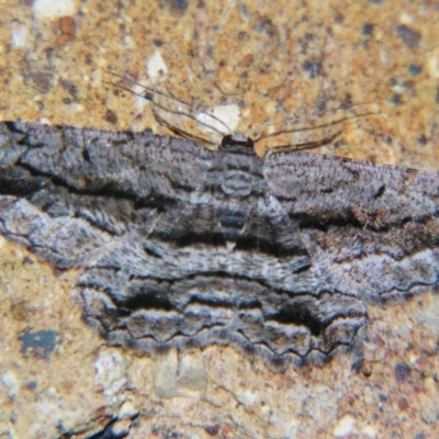 Scioglyptis chionomera (Grey Patch Bark Moth) at Sheldon, QLD - 7 Dec 2007 by PJH123