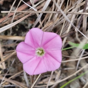 Convolvulus angustissimus subsp. angustissimus at Nimmitabel, NSW - 9 Dec 2023