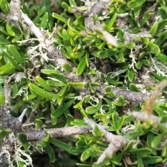 Melicytus angustifolius subsp. divaricatus at Nimmitabel, NSW - 9 Dec 2023