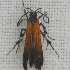 Snellenia miltocrossa (A Gelechioid moth (Stathmopodinae0) at Sheldon, QLD - 8 Dec 2007 by PJH123