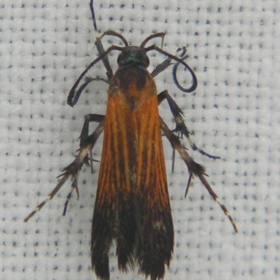Snellenia miltocrossa (A Gelechioid moth (Stathmopodinae0) at Sheldon, QLD - 7 Dec 2007 by PJH123