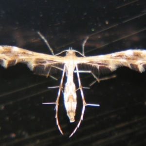 Sphenarches anisodactylus at Sheldon, QLD - suppressed