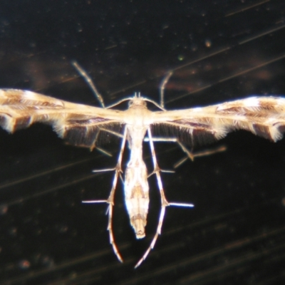 Sphenarches anisodactylus (Geranium Plume Moth) at Sheldon, QLD - 7 Dec 2007 by PJH123