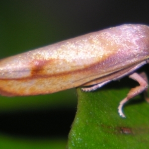 Wingia aurata at Sheldon, QLD - suppressed