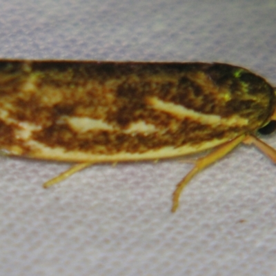 Zauclophora procellosa (A Gelechioid moth (Xyloryctidae)) at Sheldon, QLD - 7 Dec 2007 by PJH123