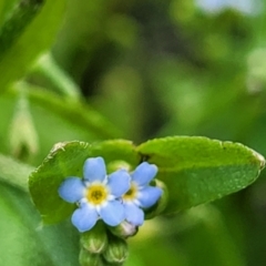 Myosotis laxa subsp. caespitosa (Water Forget-me-not) at Nimmitabel, NSW - 9 Dec 2023 by trevorpreston