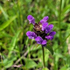 Prunella vulgaris at Nimmitabel, NSW - 9 Dec 2023 03:04 PM