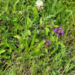 Prunella vulgaris at Nimmitabel, NSW - 9 Dec 2023 03:04 PM