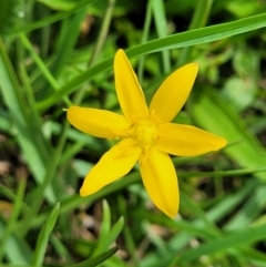 Hypoxis hygrometrica var. villosisepala (Golden Weather-grass) at Nimmitabel, NSW - 9 Dec 2023 by trevorpreston