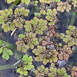 Azolla rubra at Nimmitabel, NSW - 9 Dec 2023 03:03 PM