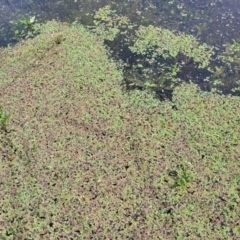 Azolla rubra at Nimmitabel, NSW - 9 Dec 2023 03:03 PM