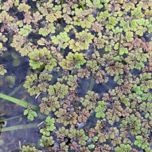 Azolla rubra at Nimmitabel, NSW - 9 Dec 2023 03:03 PM