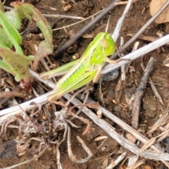 Praxibulus sp. (genus) (A grasshopper) at Nimmitabel, NSW - 9 Dec 2023 by trevorpreston