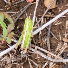Praxibulus sp. (genus) at Nimmitabel, NSW - 9 Dec 2023