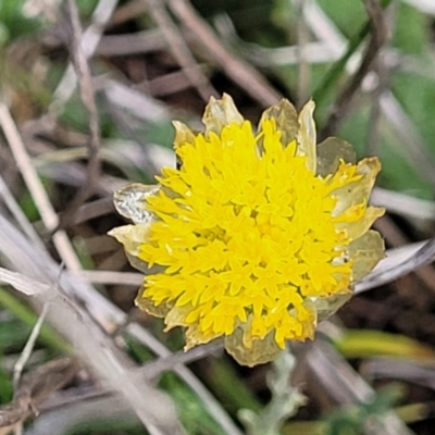 Rutidosis leiolepis (Monaro Golden Daisy) at Nimmitabel, NSW - 9 Dec 2023 by trevorpreston