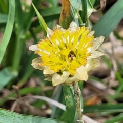 Rutidosis leiolepis (Monaro Golden Daisy) at Nimmitabel, NSW - 9 Dec 2023 by trevorpreston