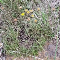Rutidosis leiolepis (Monaro Golden Daisy) at Nimmitabel, NSW - 9 Dec 2023 by trevorpreston