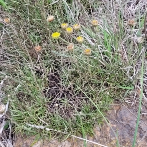 Rutidosis leiolepis at Nimmitabel, NSW - 9 Dec 2023