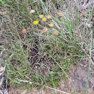 Rutidosis leiolepis (Monaro Golden Daisy) at Nimmitabel, NSW - 9 Dec 2023 by trevorpreston
