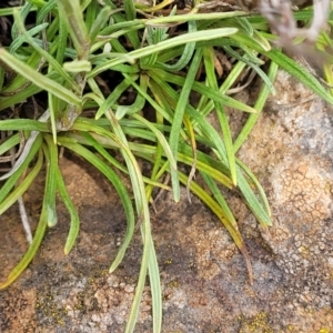 Rutidosis leiolepis at Nimmitabel, NSW - 9 Dec 2023