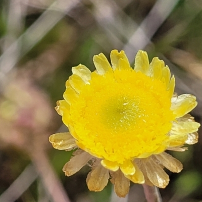 Coronidium monticola (Mountain Button Everlasting) at Nimmitabel, NSW - 9 Dec 2023 by trevorpreston