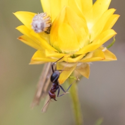 Iridomyrmex purpureus (Meat Ant) at Belconnen, ACT - 3 Nov 2023 by AlisonMilton