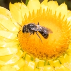 Lasioglossum (Chilalictus) sp. (genus & subgenus) (Halictid bee) at Belconnen, ACT - 3 Nov 2023 by AlisonMilton