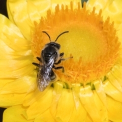 Lasioglossum (Chilalictus) sp. (genus & subgenus) at The Pinnacle - 3 Nov 2023