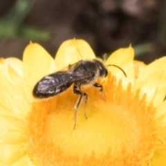 Lasioglossum (Chilalictus) sp. (genus & subgenus) at The Pinnacle - 3 Nov 2023